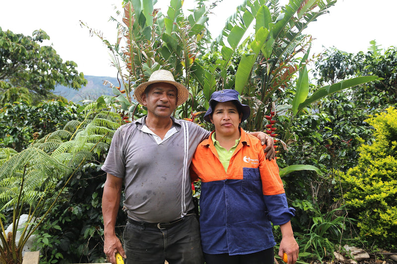 Colombia Cauca Corralejas Natural Castillo - Lot 392 - 34788-3 - 69.9 kg GrainPro Bags - SPOT COMIDWEST