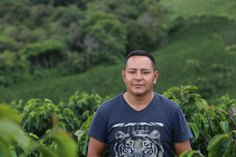 Colombia Cauca Corralejas Natural Castillo - Lot 392 - 34788-3 - 69.9 kg GrainPro Bags - SPOT COMIDWEST