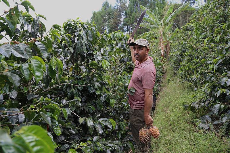 Colombia Cauca Corralejas Natural Castillo - Lot 392 - 34788 - 69.9 kg GrainPro Bags - SPOT RCWHSE