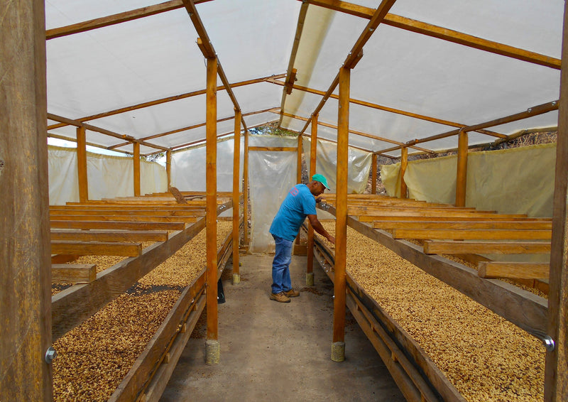 Colombia Cauca Inza Sotara - 32965-1 - 70.2 kg GrainPro Bags - SPOT DUPUYHOU