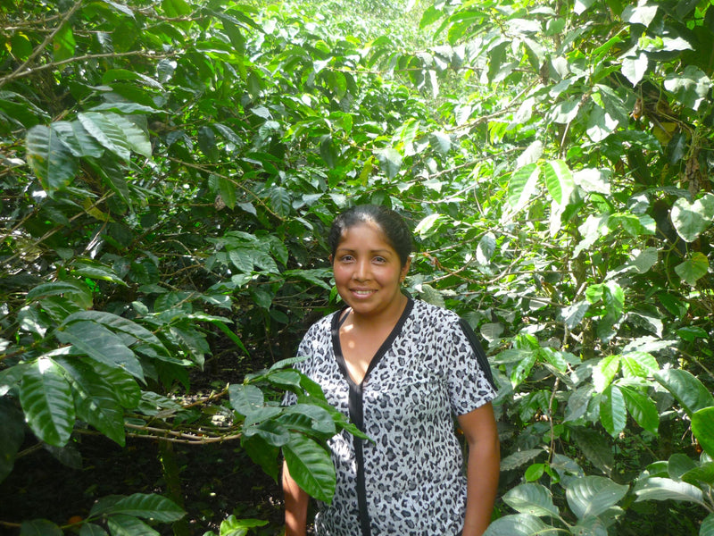 Colombia Cauca Inza Sotara - 32965 - 70.2 kg GrainPro Bags - SPOT RCWHSE