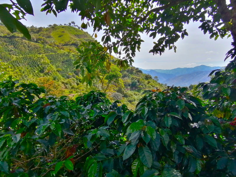 Colombia Cauca Inza Sotara - 32965 - 70.2 kg GrainPro Bags - SPOT RCWHSE
