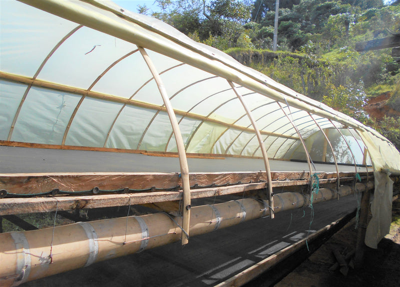 Colombia Cauca Jambalo Liliana Genbuel Paja AAA - 29612 - 69.7 kg GrainPro Bags - SPOT RCWHSE