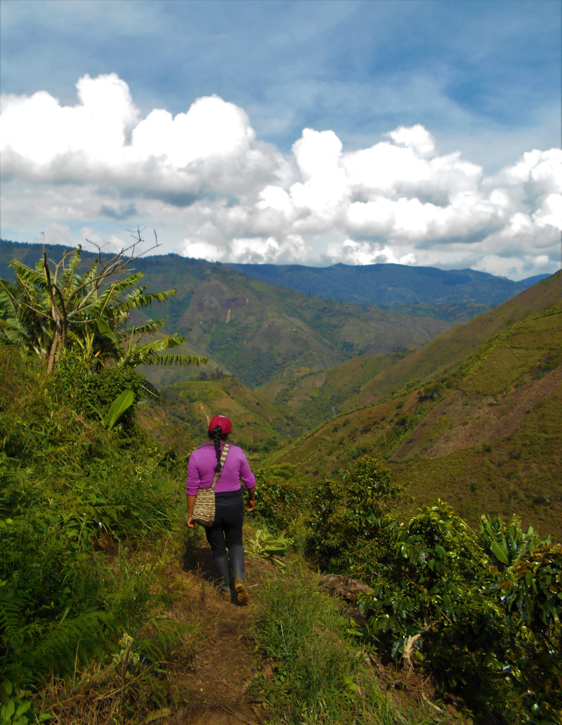 Colombia Cauca Jambalo Liliana Genbuel Paja AAA - 29612 - 69.7 kg GrainPro Bags - SPOT RCWHSE