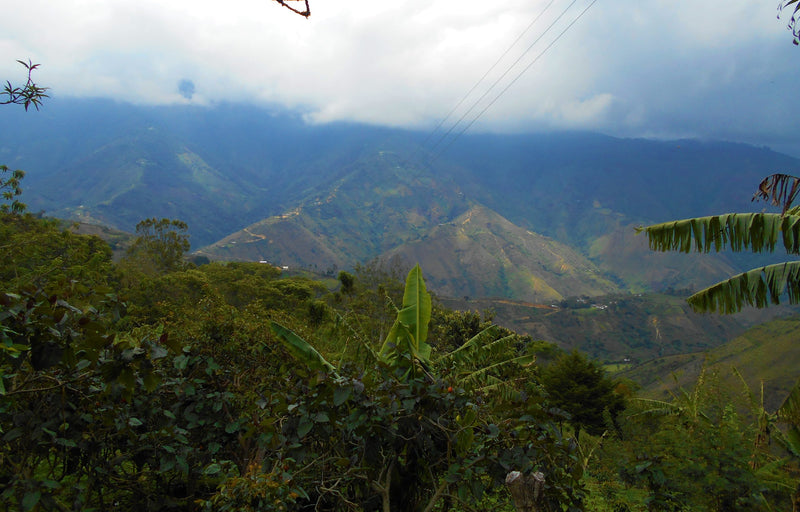Colombia Cauca Jambalo Liliana Genbuel Paja AAA - 29612 - 69.7 kg GrainPro Bags - SPOT RCWHSE