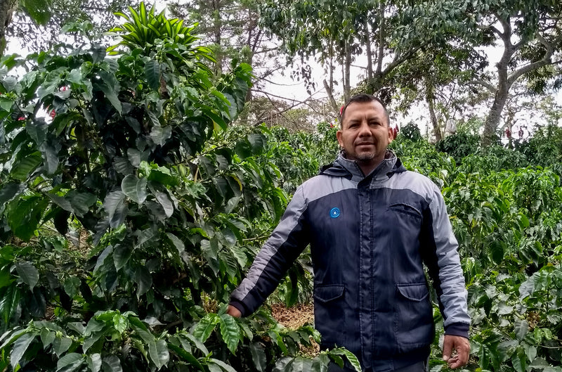 Colombia Cauca Piendamo A - *51426* - 24958 - GrainPro Bags - SPOT RCWHSE