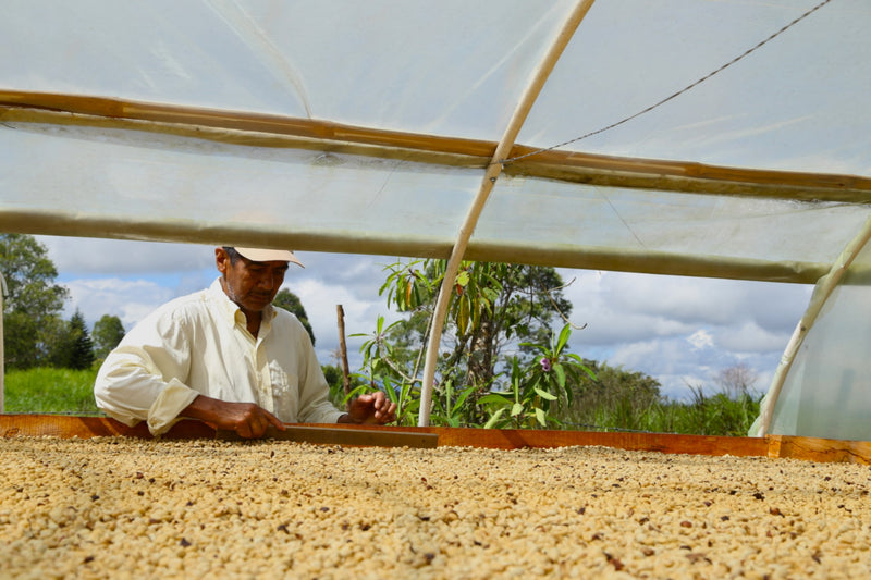 Colombia Cauca Popayan Honey Castillo - 37929 - 69.9 kg GrainPro Bags - SPOT RCWHSE
