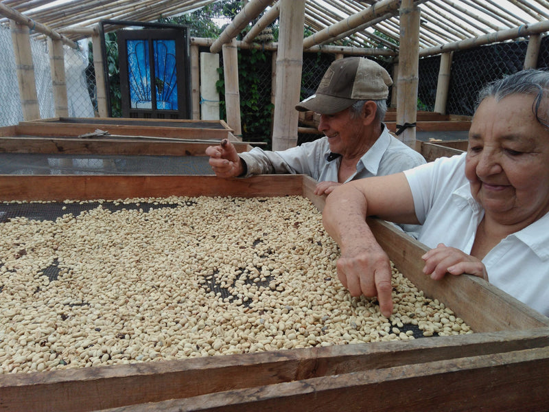 Colombia Cauca Popayan Castillo A - 39106 - 70.2 kg GrainPro Bags - SPOT SEAFORTH