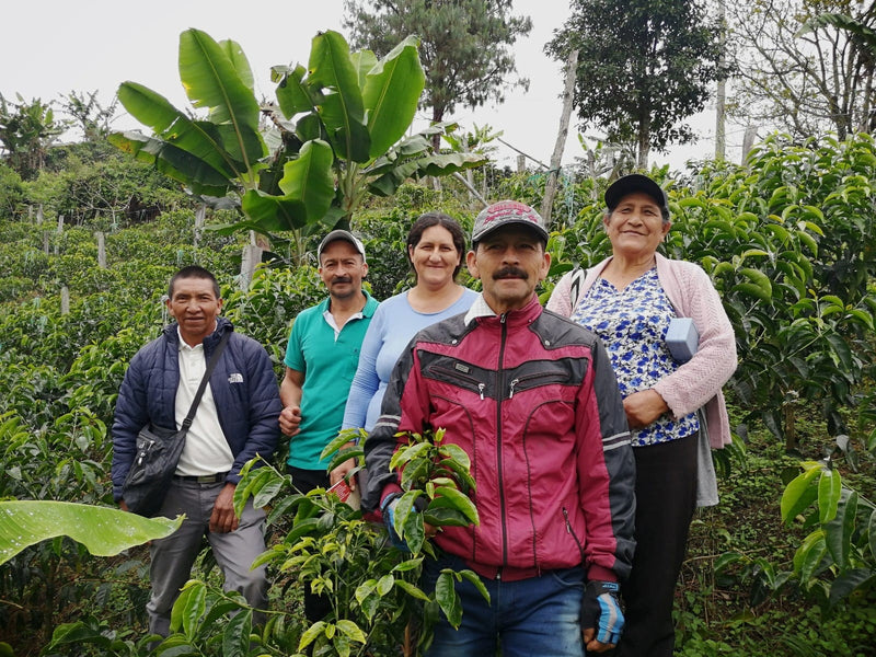 Colombia Cauca Popayan Castillo A - Lot 380 - 34781 - 70.0 kg GrainPro Bags - SPOT RCWHSE