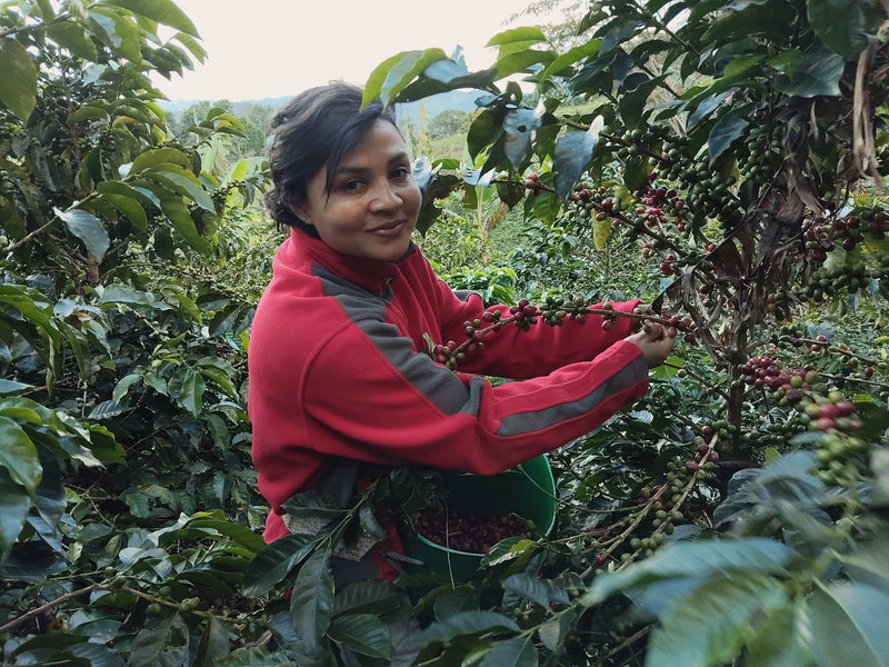 Colombia Cauca Popayan Castillo A - Lot 380 - 34781 - 70.0 kg GrainPro Bags - SPOT RCWHSE
