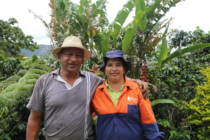Colombia Cauca Sotara A - 32126 - 70.0 kg GrainPro Bags - SPOT RCWHSE