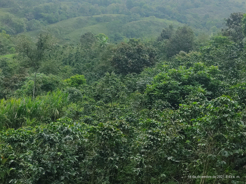 Colombia Cauca Sotara San Isidro Natural Castillo - Lot 391 - 34787 - 70.2 kg GrainPro Bags - SPOT RCWHSE