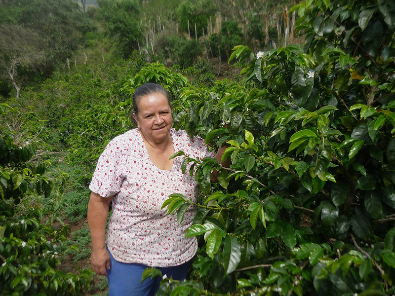 Colombia Cauca Sotara San Isidro Natural Castillo - Lot 391 - 34787-3 - 70.2 kg GrainPro Bags - SPOT SEAFORTH
