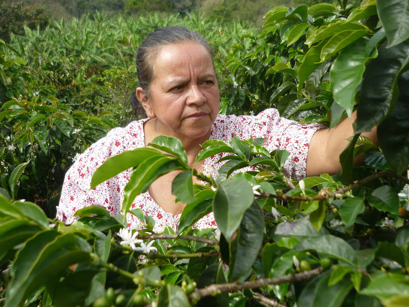 Colombia Cauca Sotara San Isidro Natural Castillo - Lot 391 - 34787-3 - 70.2 kg GrainPro Bags - SPOT SEAFORTH