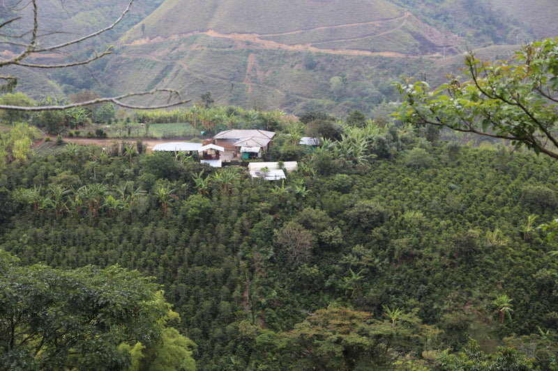 Colombia Cauca Sotara San Isidro Natural Castillo - Lot 391 - 34787 - 70.2 kg GrainPro Bags - SPOT RCWHSE