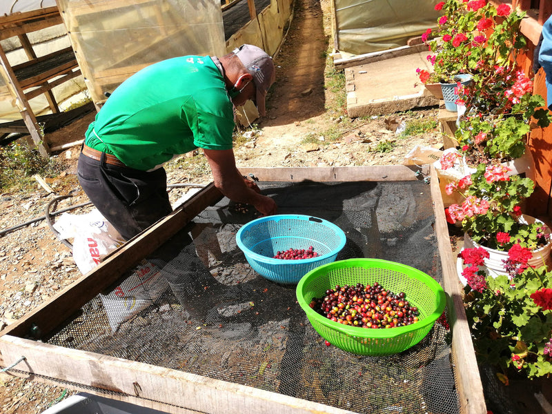 Colombia Cauca Sotara San Isidro Natural Castillo - Lot 391 - 34787 - 70.2 kg GrainPro Bags - SPOT RCWHSE