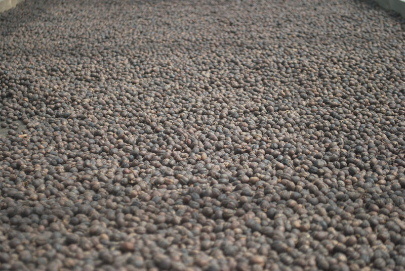 Colombia Cauca Sotara San Isidro Natural Castillo - Lot 391 - 34787 - 70.2 kg GrainPro Bags - SPOT RCWHSE