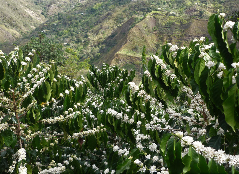 Colombia Cauca Sotara A - 37893 - 70.0 kg GrainPro Bags - SPOT RCWHSE