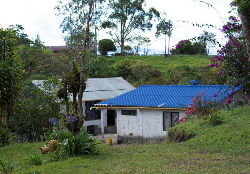 Colombia Cauca Timbio Clara Isabel Pizarro AAA - 29614 - GrainPro Bags - SPOT RCWHSE
