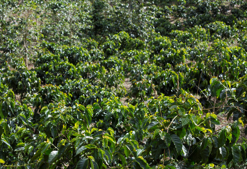 Colombia Cauca Timbio Clara Isabel Pizarro AAA - 29614 - GrainPro Bags - SPOT RCWHSE
