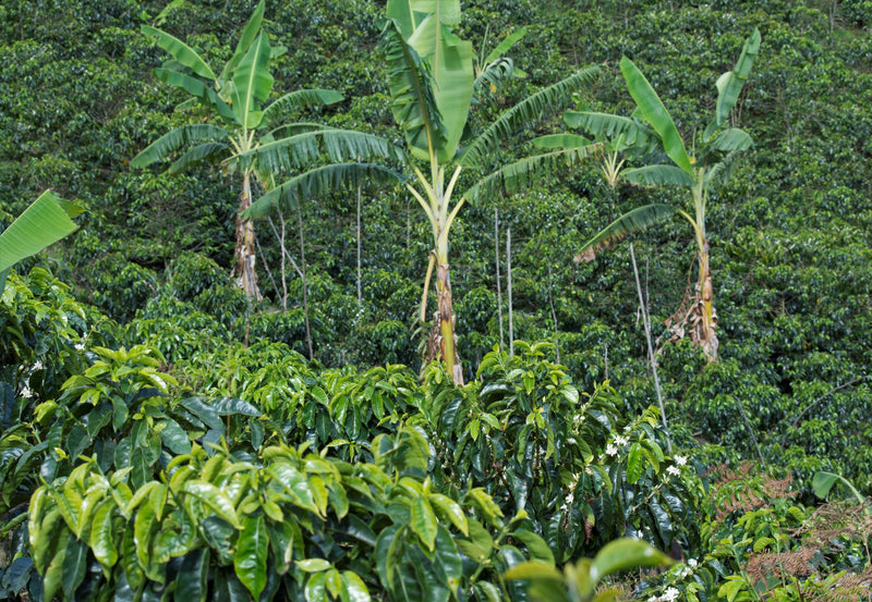 Colombia Cauca Timbio Clara Isabel Pizarro AAA - 29614 - GrainPro Bags - SPOT RCWHSE