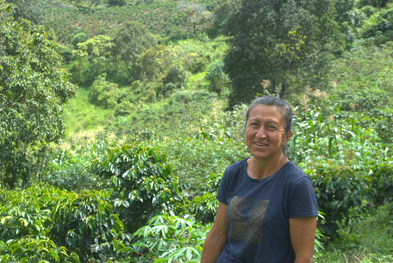 Colombia Cauca Timbio Finca Las Galias - 32964 - 70.1 kg GrainPro Bags - SPOT RCWHSE