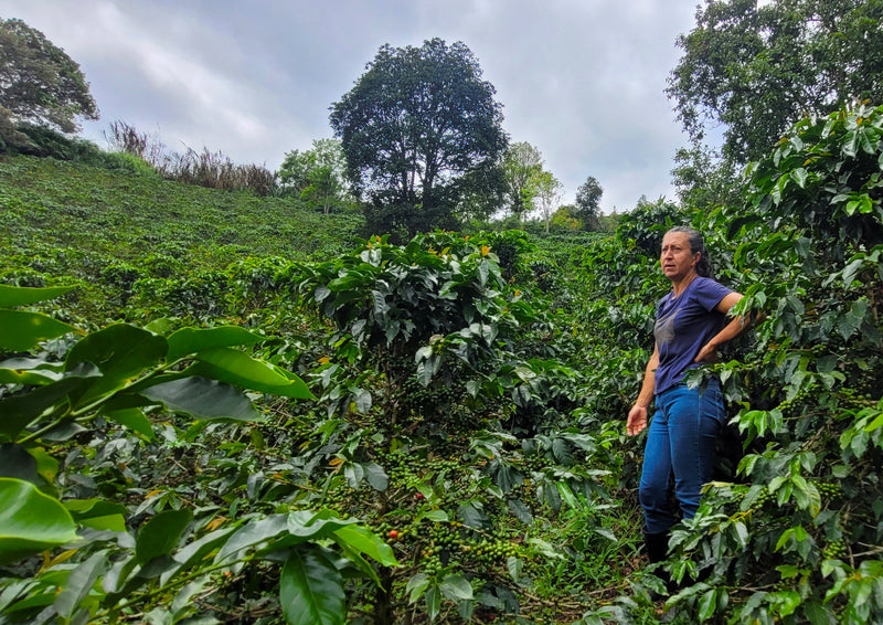 Colombia Cauca Timbio Finca Las Galias - 32964 - 70.1 kg GrainPro Bags - SPOT RCWHSE