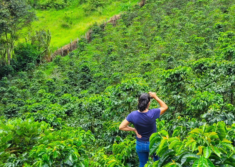 Colombia Cauca Timbio Finca Las Galias - 32964 - 70.1 kg GrainPro Bags - SPOT RCWHSE
