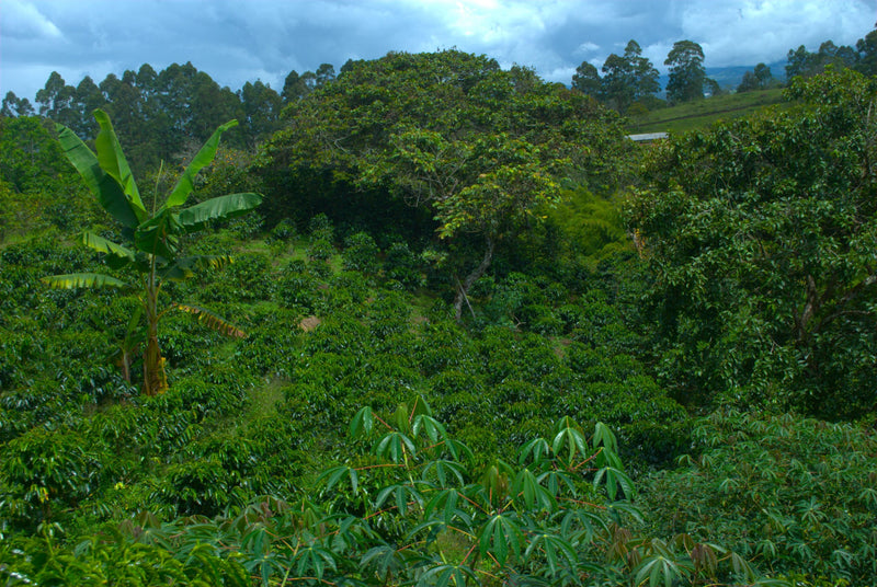 Colombia Cauca Timbio Finca Las Galias - 32964 - 70.1 kg GrainPro Bags - SPOT RCWHSE
