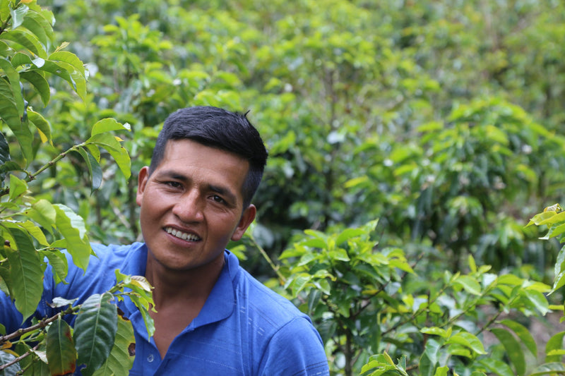 Colombia Cauca Totoro Castillo AA - 37927 - 70.2 kg GrainPro Bags - SPOT RCWHSE