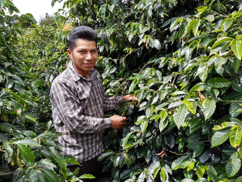 Colombia Cauca Totoro Castillo AA - Lot 386 - 34784 - 70.1 kg GrainPro Bags - SPOT RCWHSE