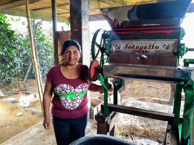 Colombia Cauca Totoro Castillo AA - Lot 386 - 34784 - 70.1 kg GrainPro Bags - SPOT RCWHSE