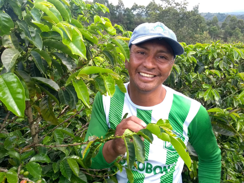 Colombia Cauca Totoro Castillo AA - Lot 386 - 34784 - 70.1 kg GrainPro Bags - SPOT RCWHSE