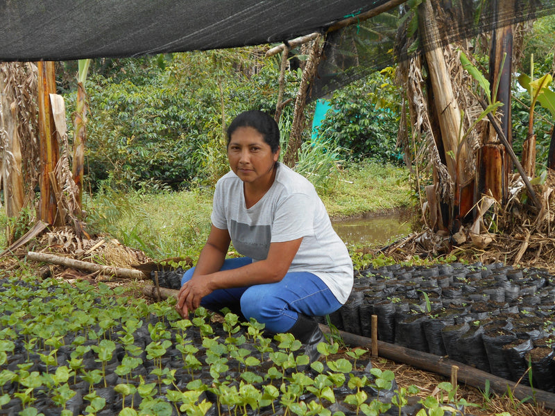 Colombia Cauca Totoro Castillo AA - Lot 386 - 34784 - 70.1 kg GrainPro Bags - SPOT RCWHSE