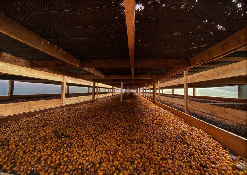 Colombia Quindio Chili Bourbon Aji - 28808 - 34.9 kg GrainPro Bags - SPOT RCWHSE
