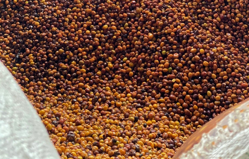 Colombia Quindio Chili Bourbon Aji - 28808 - 34.9 kg GrainPro Bags - SPOT RCWHSE