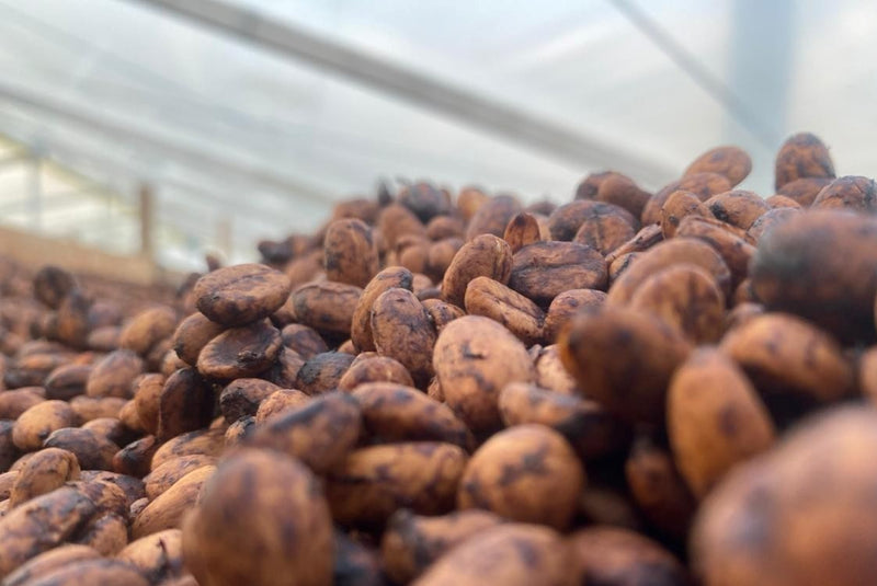 Colombia El Alquimista Red Honey Pink Bourbon - *51013* - 25034 - 34.8 kg GrainPro Bags - SPOT RCWHSE