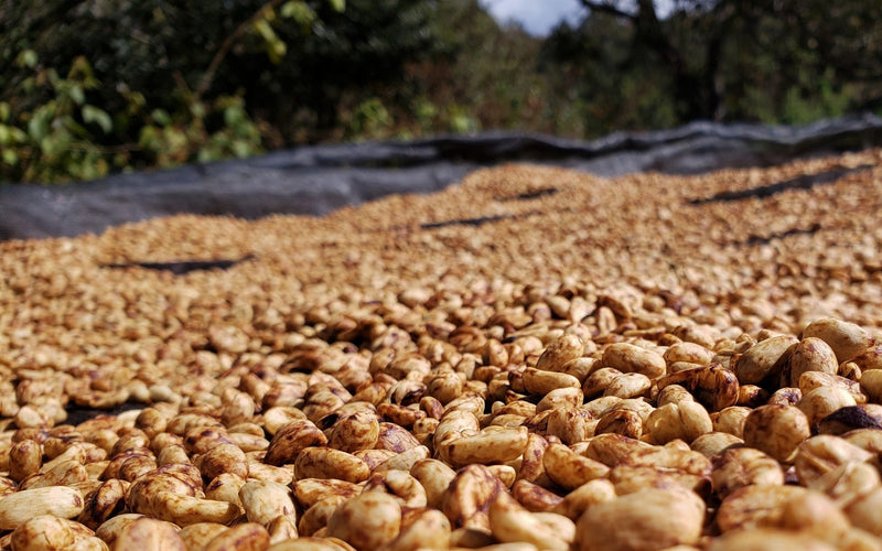 Colombia Quindio Black Ginger Ale Gesha - 32423 - 69.8 kg GrainPro Bags - SPOT RCWHSE