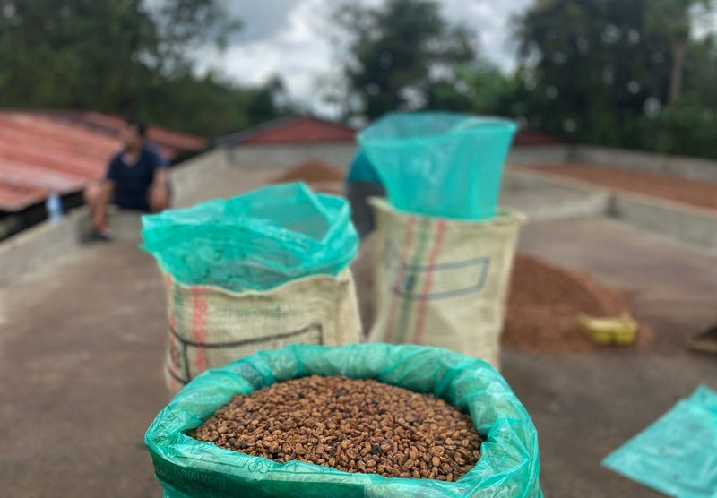 Colombia Quindio Black Ginger Ale Gesha - 32423 - 69.8 kg GrainPro Bags - SPOT RCWHSE