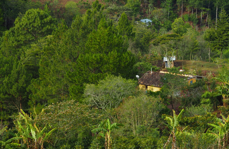 Colombia Excelso EP - *49770* - 24583 - 69.9 kg Bags - SPOT RCWHSE