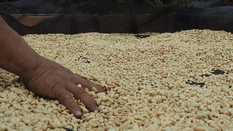 COLOMBIA FT-FLO ORGANIC TOLIMA FABICOOP - 29583 - 70.1 kg GrainPro Bags - SPOT RCWHSE