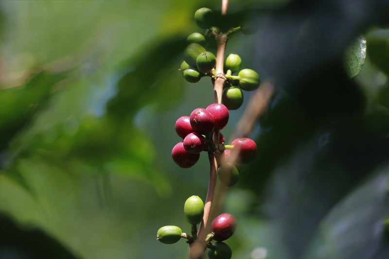 COLOMBIA FT-FLO ORGANIC TOLIMA FABICOOP - 29583-2 - 70.1 kg GrainPro Bags - SPOT COSEATAC