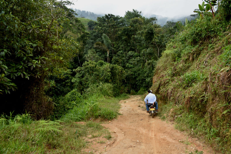 DECAF COLOMBIA ORGANIC RFA-IP SIERRA NEVADA SWISS WATER PROCESS - 30368 - 60.0 kg Bags - SPOT RCWHSE