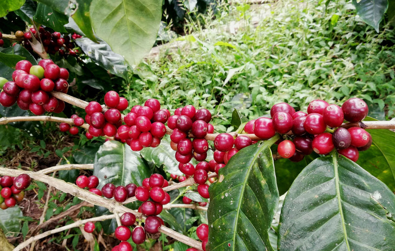 COLOMBIA FT-FLO/USA ORGANIC SIERRA NEVADA SOL NACIENTES - *49751* - 25332 - 70.0 kg GrainPro Bags - SPOT RCWHSE