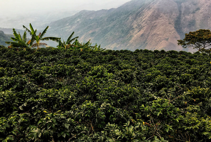 COLOMBIA FT-FLO/USA ORGANIC SIERRA NEVADA SOL NACIENTES - *49751* - 25332 - 70.0 kg GrainPro Bags - SPOT RCWHSE