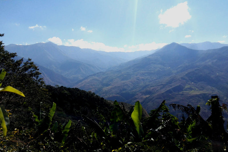 COLOMBIA FT-FLO ORGANIC SIERRA NEVADA SOL NACIENTES - *52251* - 27793-5 - 70.0 kg GrainPro Bags - SPOT COSEATAC