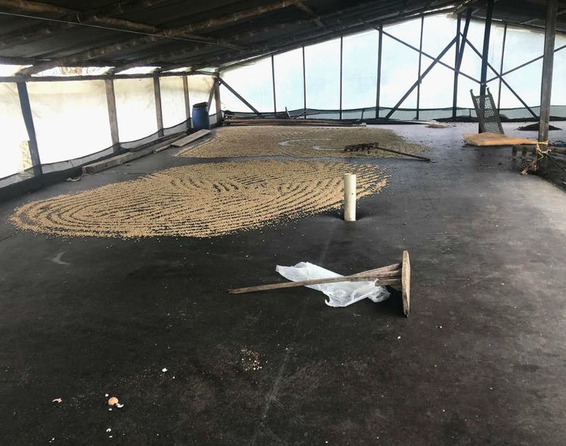 COLOMBIA ORGANIC HUILA PITALITO ASOBOMBO - 28569-2 - 69.9 kg GrainPro Bags - SPOT COSEATAC
