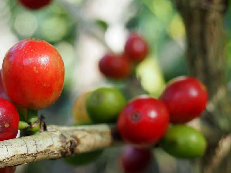 COLOMBIA ORGANIC HUILA ASOBOMBO - 31877 - 70.1 kg GrainPro Bags - SPOT RCWHSE