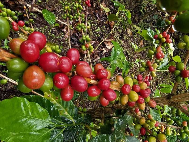 Colombia Huila Acevedo A - 29619-2 - 69.9 kg GrainPro Bags - SPOT COSEATAC