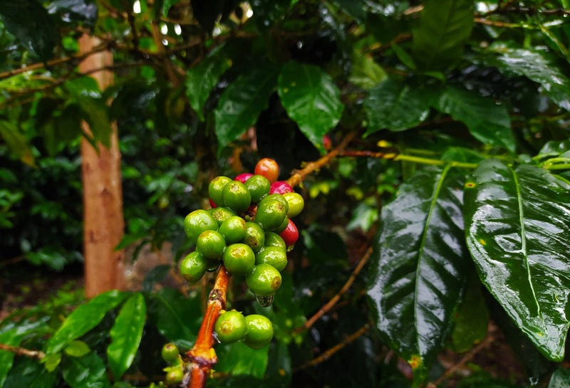 Colombia Huila Acevedo A - 29619-2 - 69.9 kg GrainPro Bags - SPOT COSEATAC